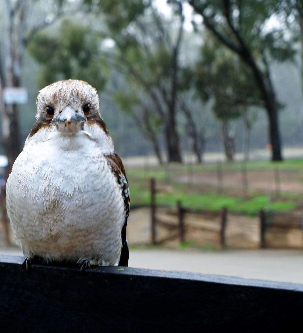 Tasman Holiday Parks - Merool On The Murray Echuca Ngoại thất bức ảnh